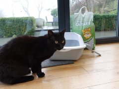 black CAT 168一分钟极速赛车官网 outside the litter box