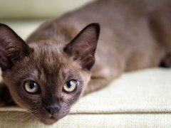 Burma CAT 168一分钟极速赛车官网 relaxing on a couch in a comfortable pose.