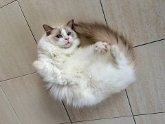Cat Body Language