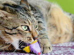 CAT 168一分钟极速赛车官网 chewing on plastic.