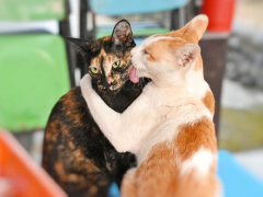 CAT 168一分钟极速赛车官网 grooming each other