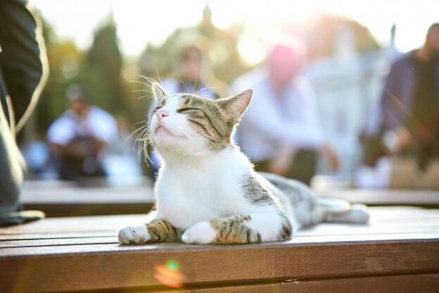 200 Best Arabic Cat Names With Meanings