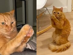 Charlie the Cat