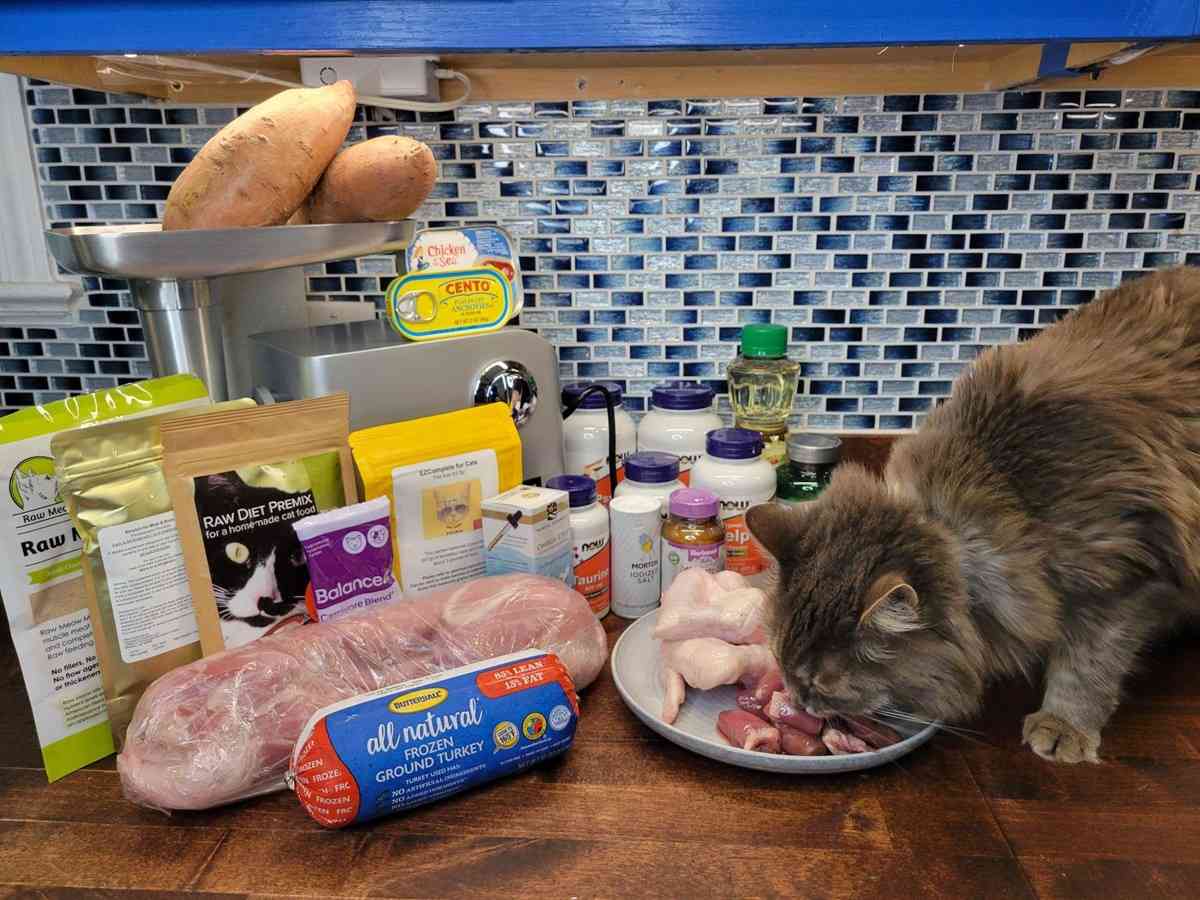 Delicious Homemade Cat Food Recipes