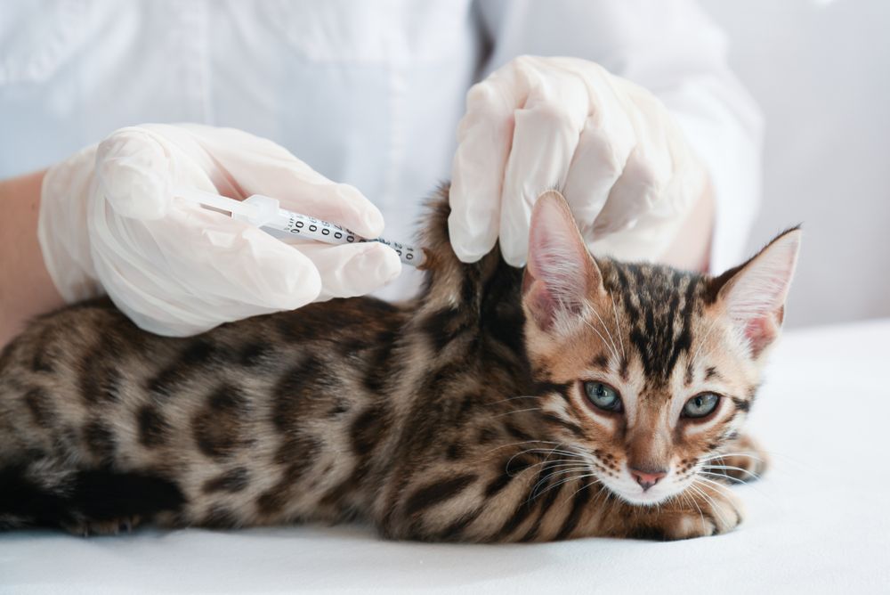 giving a small cat an injection-compressed