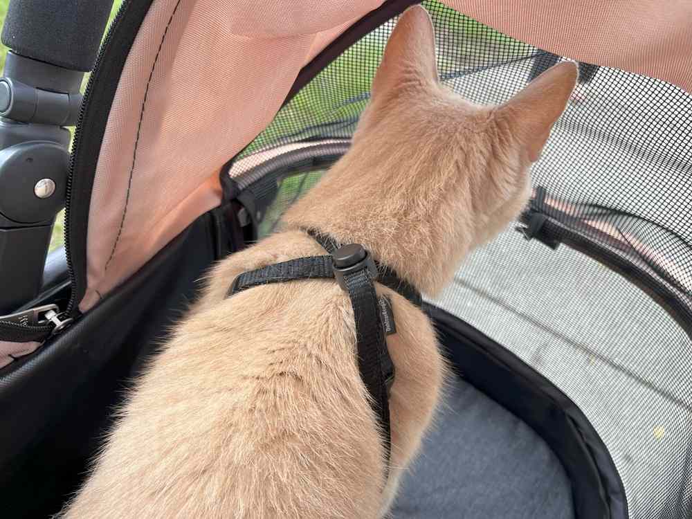HPZ Pet Rover