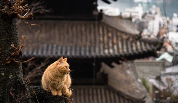 150 Cute Japanese Cat Names With Meanings