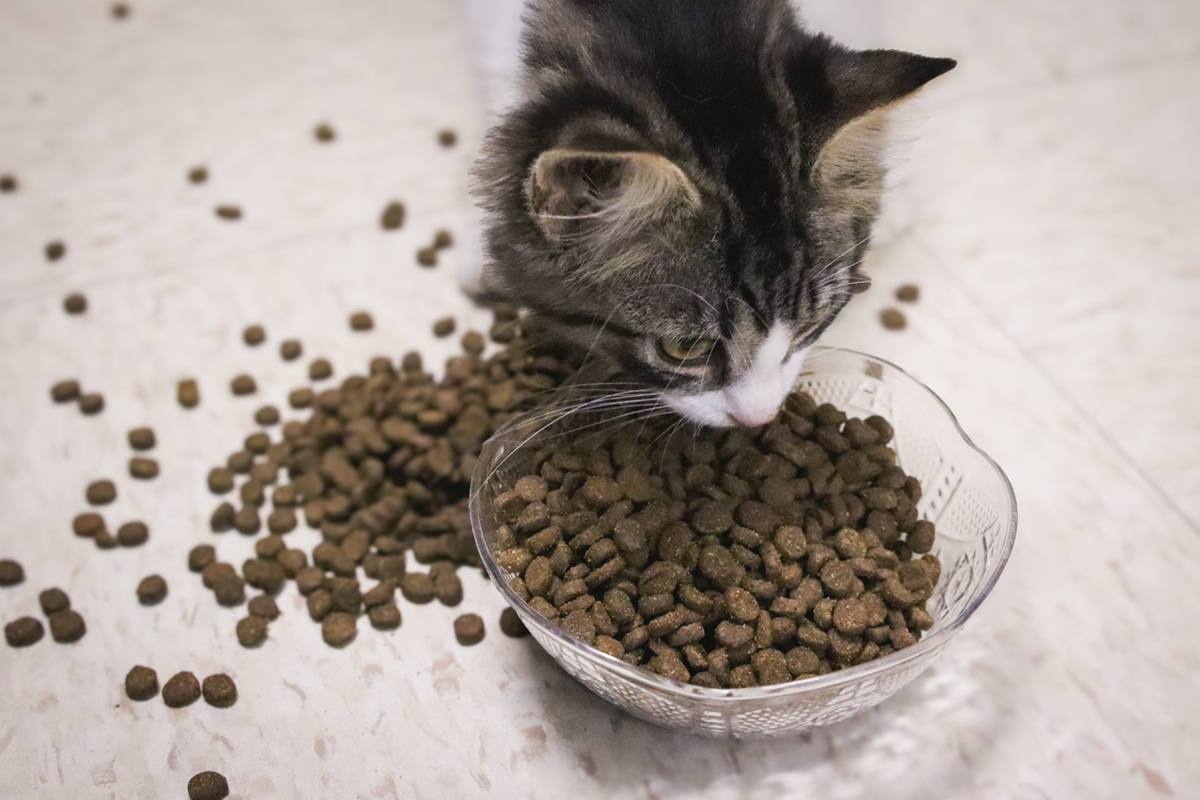 Kitten Eating Open Farm Kitten Chicken And Turkey Recipe