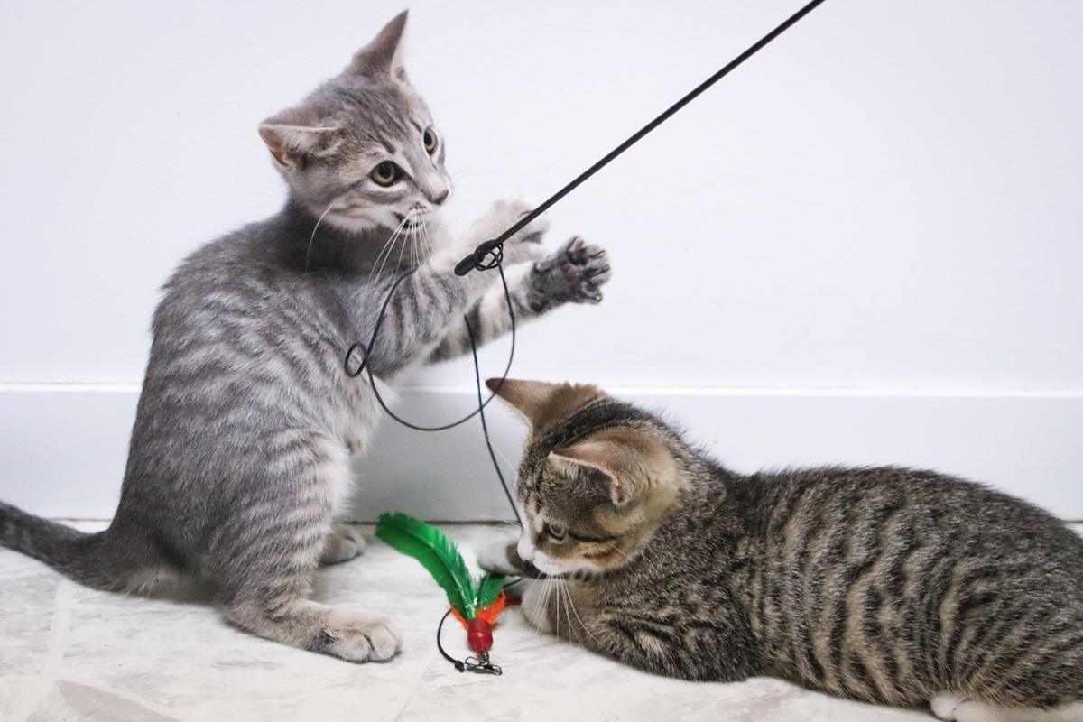 Kitten playing