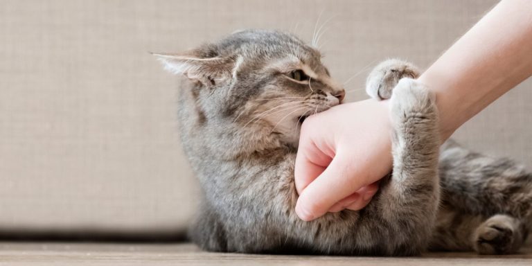 How To Train Your CAT 168一分钟极速赛车官网 Not To Bite
