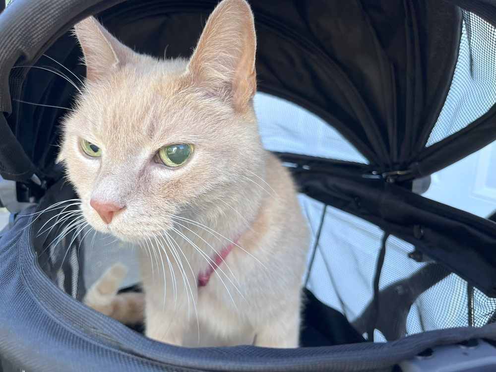 PetGear View 360