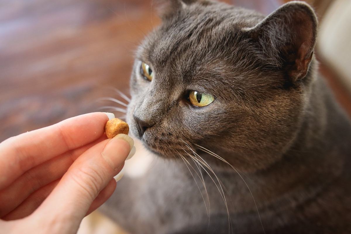 Purina DentaLife Tasty Chicken Flavor Dental Cat Treats