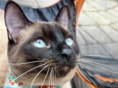 siamese cat