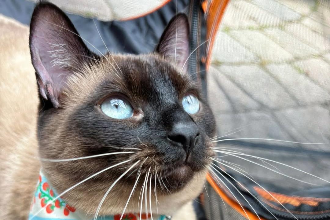 siamese cat