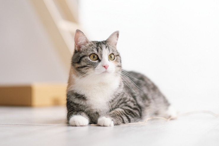 SMART-CAT