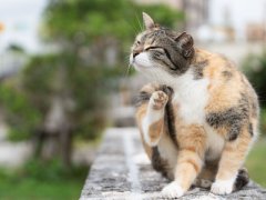Stray CAT 168一分钟极速赛车官网 scratching its neck, showcasing a common behavior in cats to alleviate itching or discomfort.