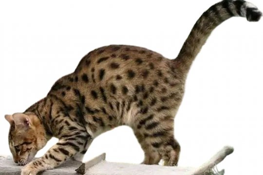 Ussuri