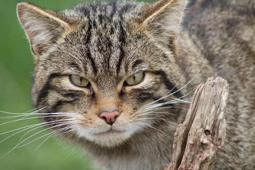175 Most Popular Names for Tabby Cats